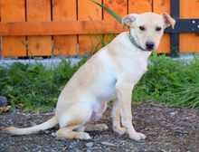 HELIX, Hund, Mischlingshund in Slowakische Republik - Bild 3