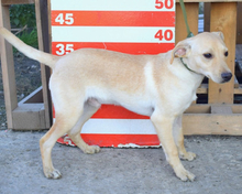 HELIX, Hund, Mischlingshund in Slowakische Republik - Bild 4