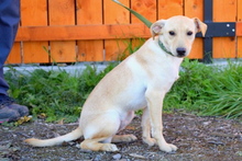 HELIX, Hund, Mischlingshund in Slowakische Republik - Bild 6