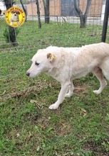 COOPER, Hund, Mischlingshund in Rumänien - Bild 3