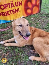 BINGO, Hund, Mischlingshund in Rumänien - Bild 3