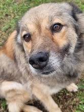 ROSA, Hund, Mischlingshund in Wallerfangen - Bild 1