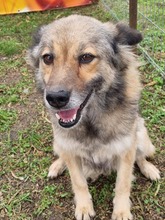 ROSA, Hund, Mischlingshund in Wallerfangen - Bild 3