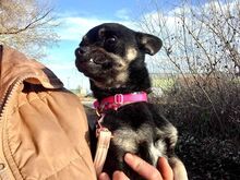 MARTA, Hund, Chihuahua-Mix in Ungarn - Bild 11