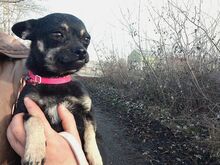 MARTA, Hund, Chihuahua-Mix in Ungarn - Bild 12