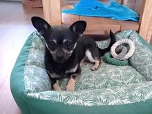 MARTA, Hund, Chihuahua-Mix in Ungarn - Bild 13