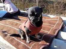 MARTA, Hund, Chihuahua-Mix in Ungarn - Bild 16