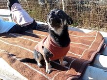 MARTA, Hund, Chihuahua-Mix in Ungarn - Bild 17