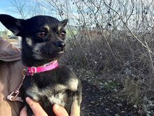 MARTA, Hund, Chihuahua-Mix in Ungarn - Bild 2