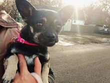 MARTA, Hund, Chihuahua-Mix in Ungarn - Bild 3