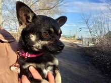 MARTA, Hund, Chihuahua-Mix in Ungarn - Bild 4