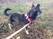 MARTA, Hund, Chihuahua-Mix in Ungarn - Bild 7