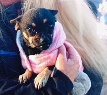 MARTA, Hund, Chihuahua-Mix in Ungarn - Bild 8