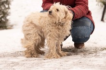 FRESKO, Hund, Mischlingshund in Ungarn - Bild 1