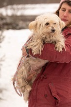 FRESKO, Hund, Mischlingshund in Ungarn - Bild 10