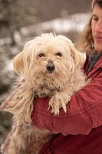 FRESKO, Hund, Mischlingshund in Ungarn - Bild 12