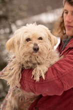 FRESKO, Hund, Mischlingshund in Ungarn - Bild 13