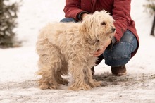 FRESKO, Hund, Mischlingshund in Ungarn - Bild 16