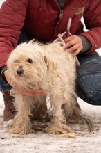 FRESKO, Hund, Mischlingshund in Ungarn - Bild 18