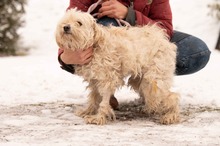 FRESKO, Hund, Mischlingshund in Ungarn - Bild 19