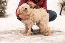 FRESKO, Hund, Mischlingshund in Ungarn - Bild 2