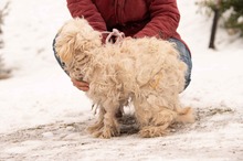 FRESKO, Hund, Mischlingshund in Ungarn - Bild 20