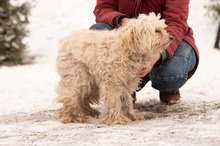 FRESKO, Hund, Mischlingshund in Ungarn - Bild 3