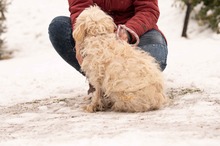 FRESKO, Hund, Mischlingshund in Ungarn - Bild 4