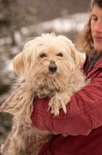 FRESKO, Hund, Mischlingshund in Ungarn - Bild 9