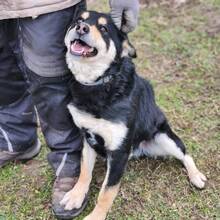 KEN, Hund, Mischlingshund in Ungarn - Bild 2