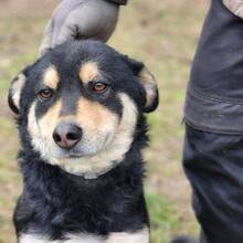 KEN, Hund, Mischlingshund in Ungarn - Bild 3