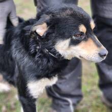 KEN, Hund, Mischlingshund in Ungarn - Bild 4