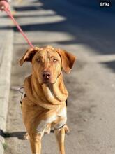 ERIKA, Hund, Mischlingshund in Spanien - Bild 1