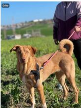 ERIKA, Hund, Mischlingshund in Spanien - Bild 2