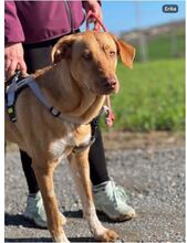 ERIKA, Hund, Mischlingshund in Spanien - Bild 3