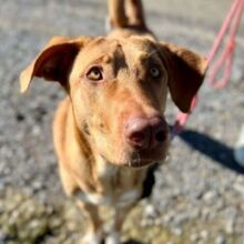 ERIKA, Hund, Mischlingshund in Spanien - Bild 4