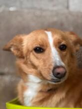 ANNA, Hund, Podenco in Spanien - Bild 1