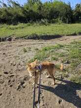 ANNA, Hund, Podenco in Spanien - Bild 5