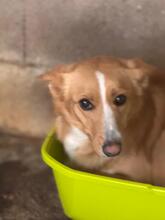 ANNA, Hund, Podenco in Spanien - Bild 7