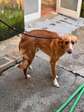 ANNA, Hund, Podenco in Spanien - Bild 8