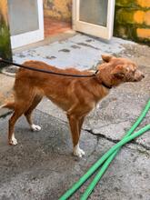 ANNA, Hund, Podenco in Spanien - Bild 9