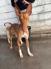 IRON, Hund, Podenco Canario in Spanien - Bild 1