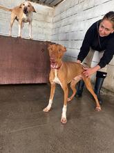 IRON, Hund, Podenco Canario in Spanien - Bild 2