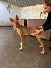 IRON, Hund, Podenco Canario in Spanien - Bild 3