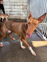 IRON, Hund, Podenco Canario in Spanien - Bild 4