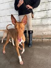 IRON, Hund, Podenco Canario in Spanien - Bild 5