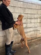 IRON, Hund, Podenco Canario in Spanien - Bild 6