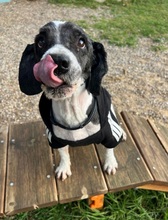 CARTON, Hund, Wasserhund in Spanien - Bild 2