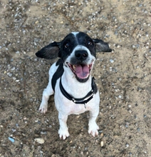 CARTON, Hund, Wasserhund in Spanien - Bild 3