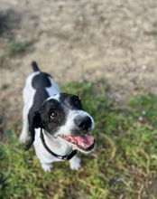 CARTON, Hund, Wasserhund in Spanien - Bild 6